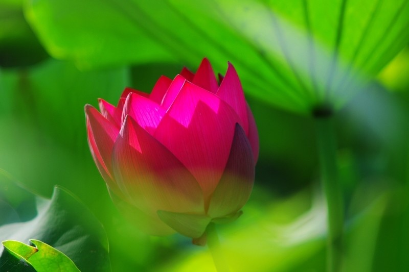 汉威士媒体宣布与Facebook Atlas的全球伙伴关系_hth华体(图4) hth·华体