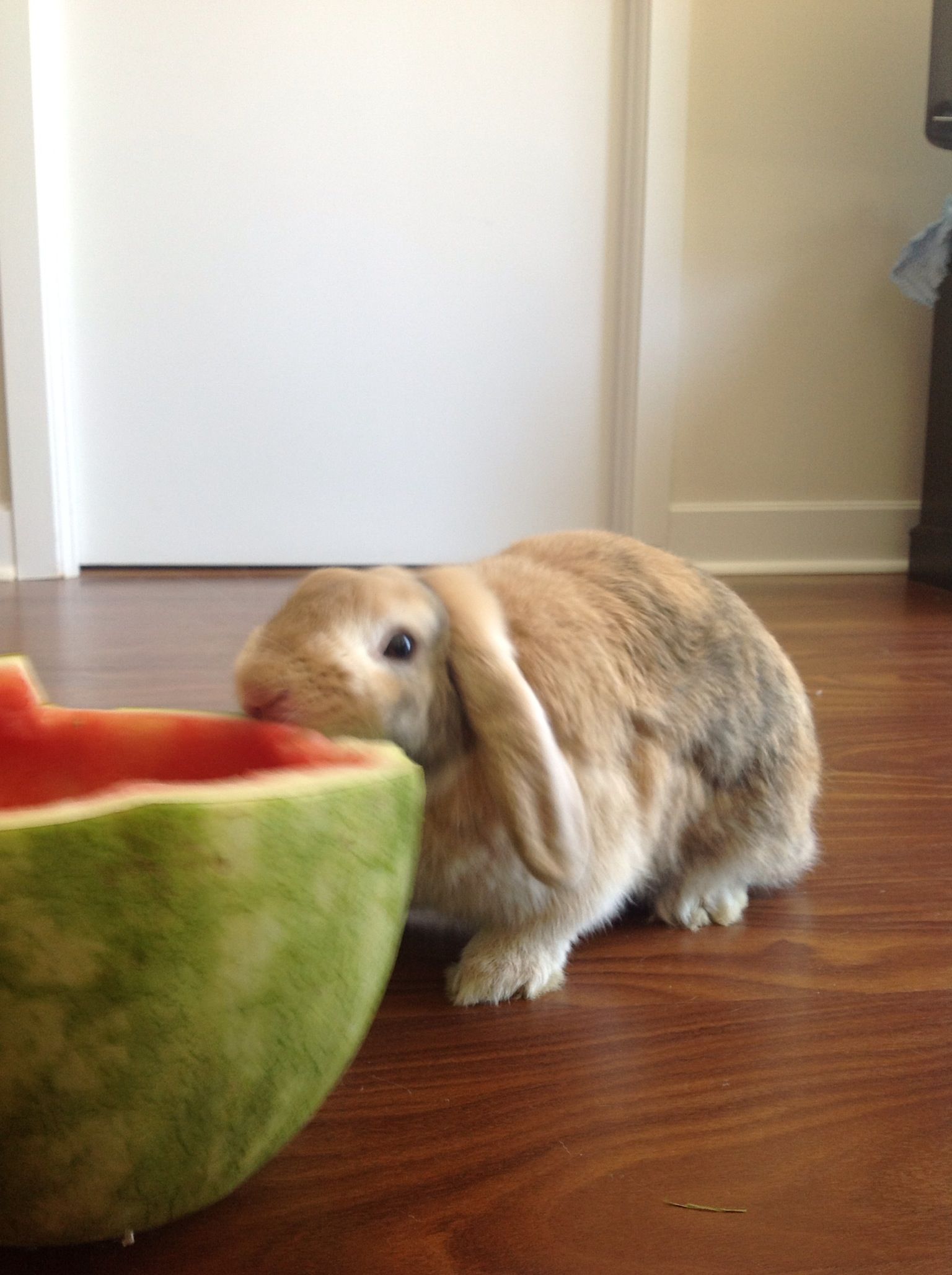 hth华体官方下载app